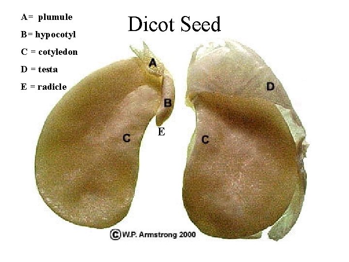 A= plumule B= hypocotyl Dicot Seed C = cotyledon D = testa E =