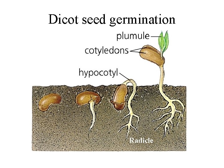 Dicot seed germination Radicle 