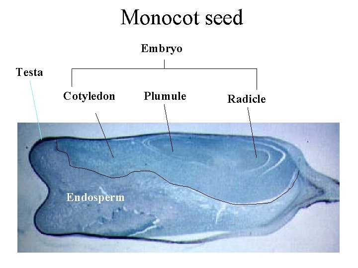Monocot seed Embryo Testa Cotyledon Endosperm Plumule Radicle 