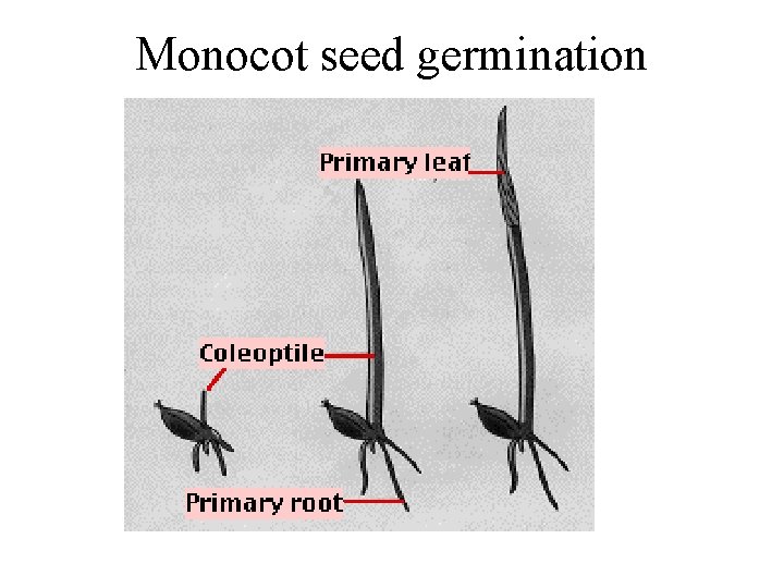 Monocot seed germination 