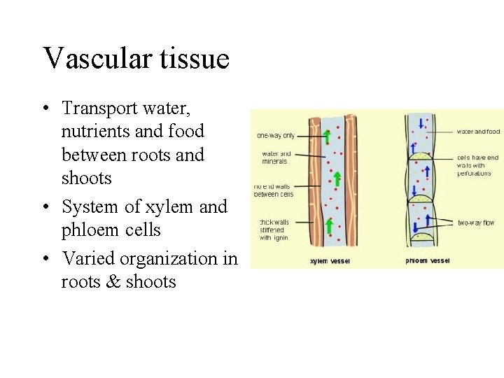 Vascular tissue • Transport water, nutrients and food between roots and shoots • System