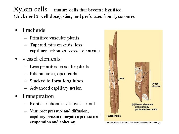 Xylem cells – mature cells that become lignified (thickened 2 o cellulose), dies, and Xylem cells – mature cells that become lignified (thickened 2 o cellulose), dies, and
