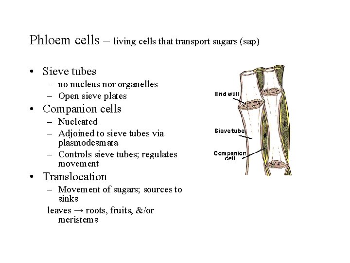 Phloem cells – living cells that transport sugars (sap) • Sieve tubes – no