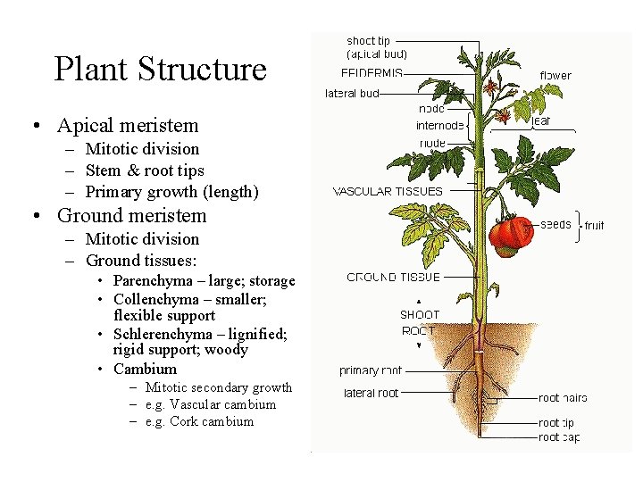 Plant Structure • Apical meristem – Mitotic division – Stem & root tips –