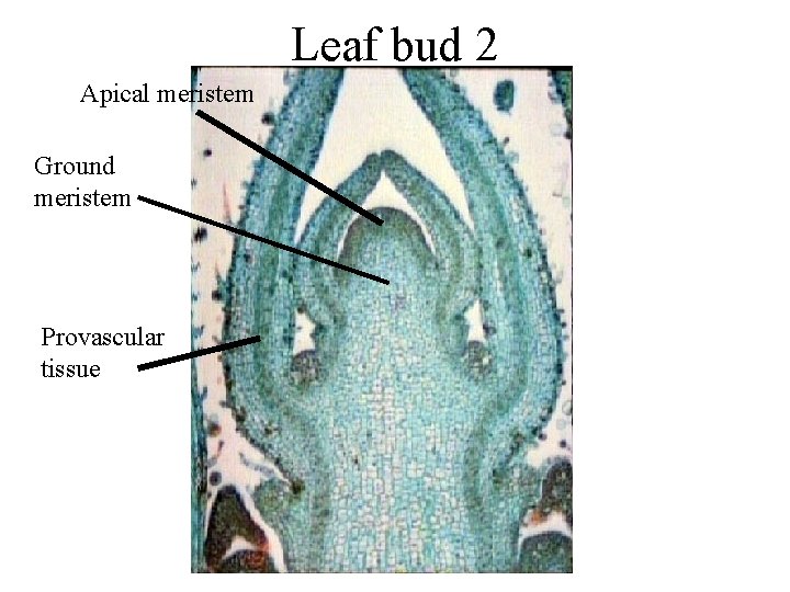 Leaf bud 2 Apical meristem Ground meristem Provascular tissue 