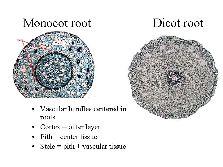 Monocot root • Vascular bundles centered in roots • Cortex = outer layer •