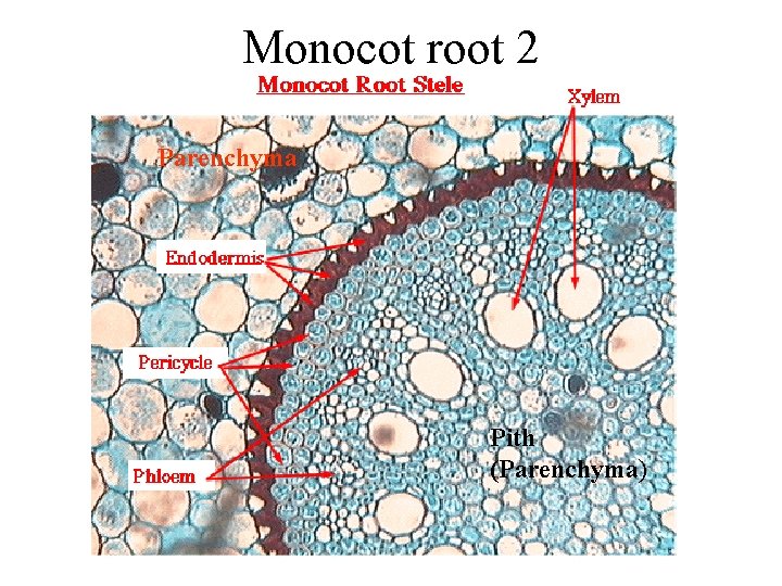 Monocot root 2 Parenchyma Pith (Parenchyma) 