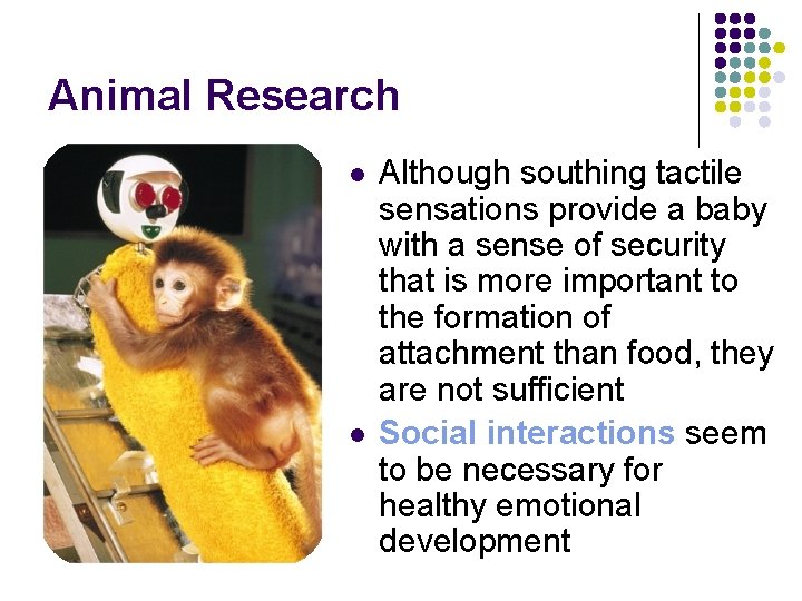 Animal Research l l Although southing tactile sensations provide a baby with a sense