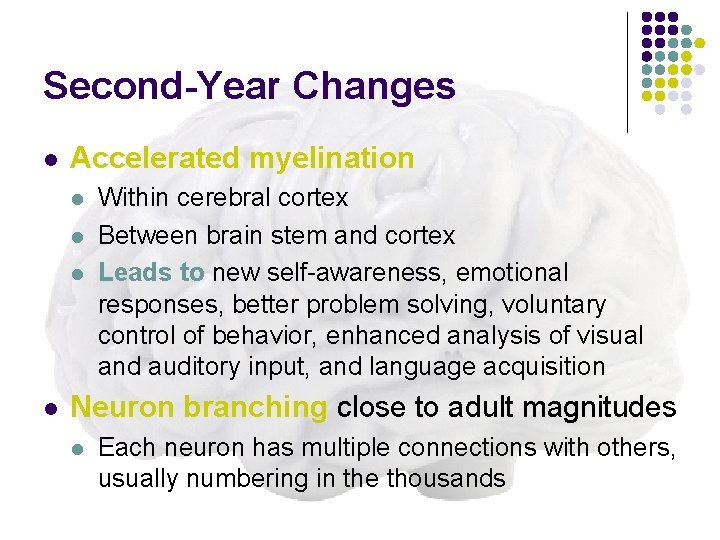 Second-Year Changes l Accelerated myelination l l Within cerebral cortex Between brain stem and