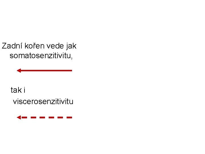 Zadní kořen vede jak somatosenzitivitu, tak i viscerosenzitivitu 