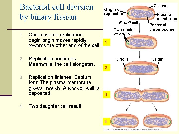Bacterial cell division by binary fission Origin of replication E. coli cell 1. Chromosome