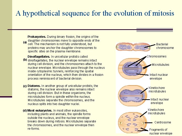 A hypothetical sequence for the evolution of mitosis Prokaryotes. During binary fission, the origins