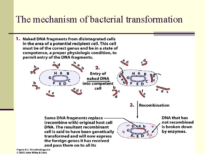 The mechanism of bacterial transformation 