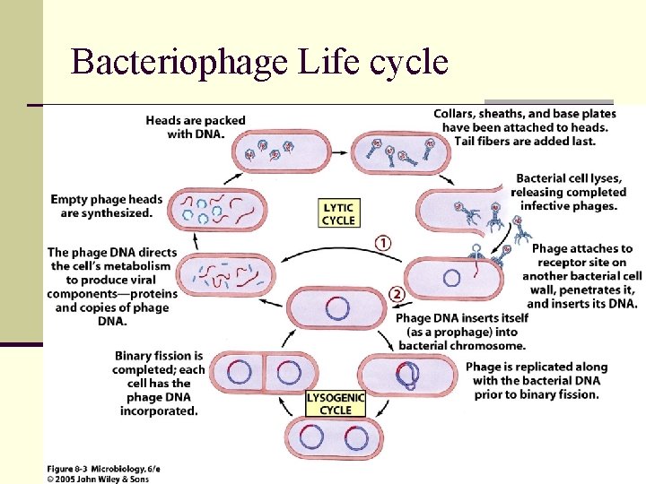 Bacteriophage Life cycle 