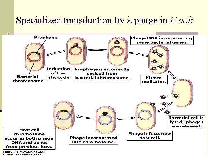 Specialized transduction by λ phage in E. coli 