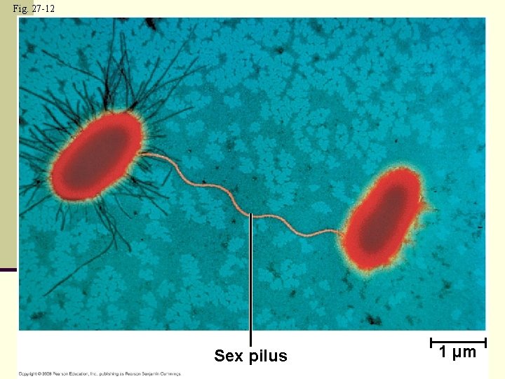 Fig. 27 -12 Sex pilus 1 µm 