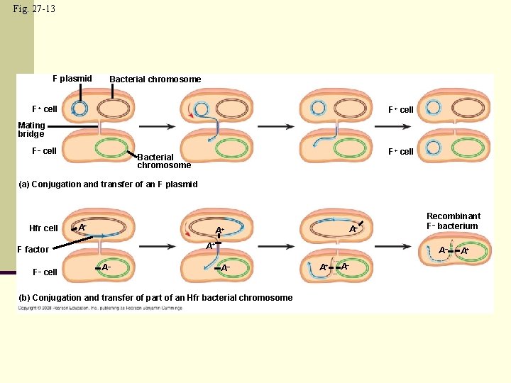 Fig. 27 -13 F plasmid Bacterial chromosome F+ cell Mating bridge F– cell F+