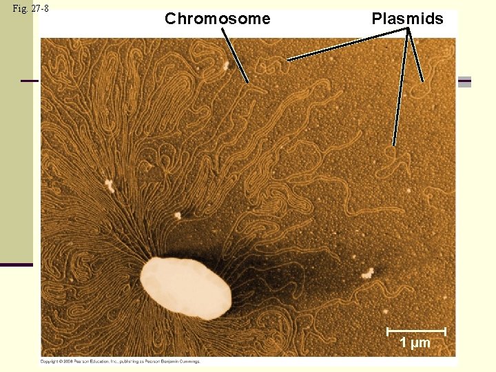 Fig. 27 -8 Chromosome Plasmids 1 µm 