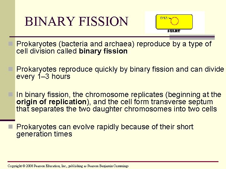 BINARY FISSION n Prokaryotes (bacteria and archaea) reproduce by a type of cell division