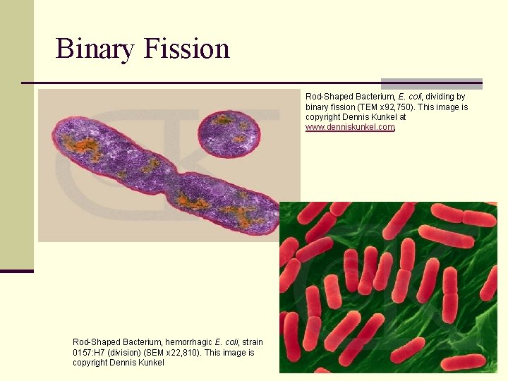 Binary Fission Rod-Shaped Bacterium, E. coli, dividing by binary fission (TEM x 92, 750).