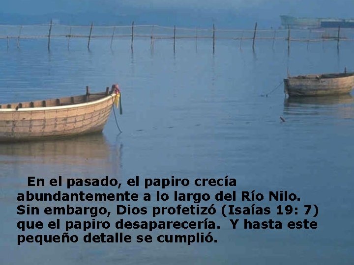  En el pasado, el papiro crecía abundantemente a lo largo del Río Nilo.