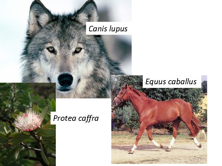 Canis lupus Equus caballus Protea caffra 
