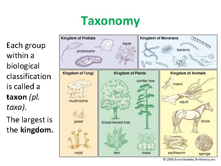 Taxonomy Each group within a biological classification is called a taxon (pl. taxa). The