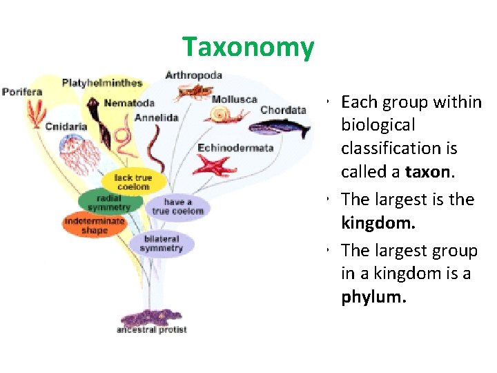Taxonomy • Each group within biological classification is called a taxon. • The largest