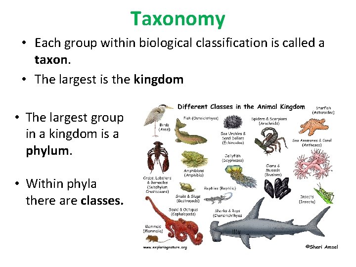 Taxonomy • Each group within biological classification is called a taxon. • The largest