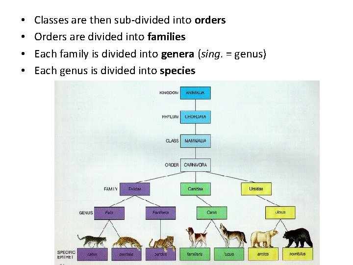  • • Classes are then sub-divided into orders Orders are divided into families