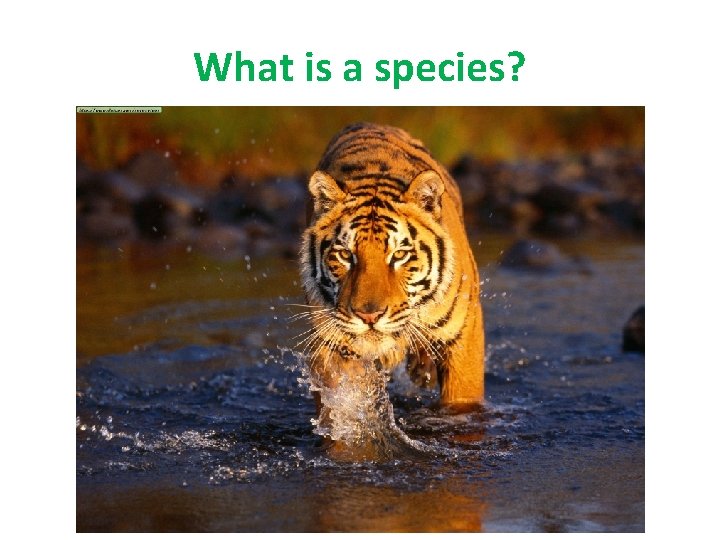 What is a species? 