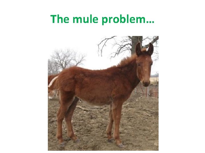 The mule problem… 