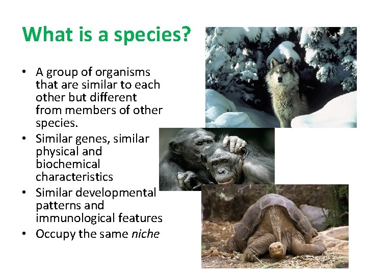 What is a species? • A group of organisms that are similar to each