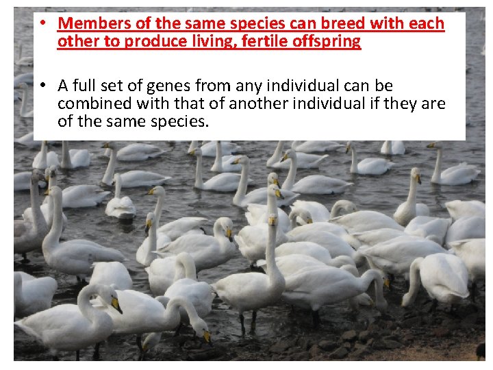  • Members of the same species can breed with each other to produce