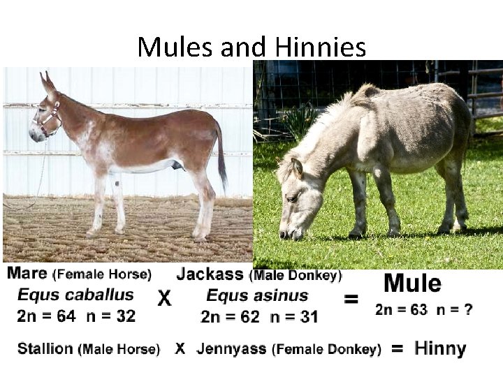 Mules and Hinnies 
