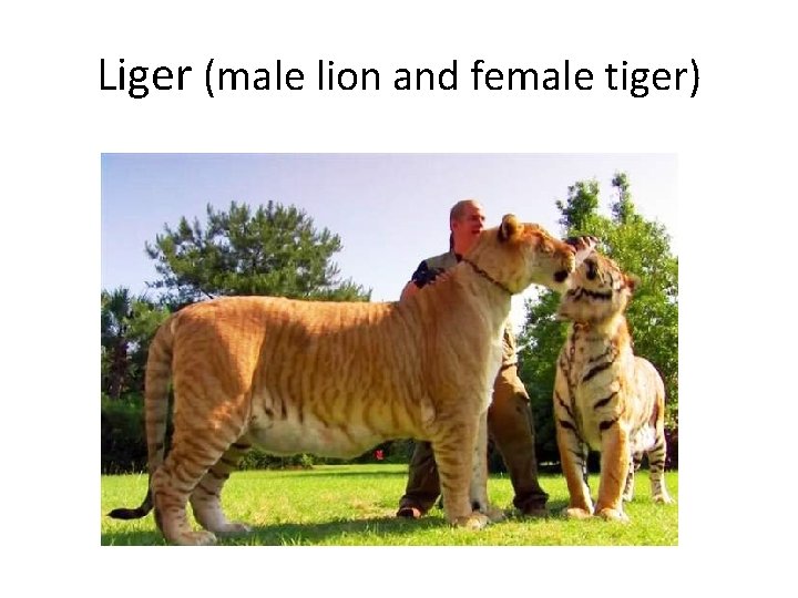 Liger (male lion and female tiger) 