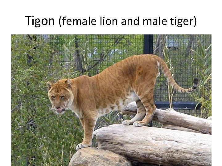 Tigon (female lion and male tiger) 