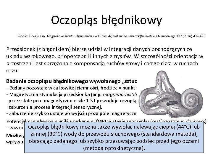 Oczopląs błędnikowy Źródło: Boegle i in. Magnetic vestibular stimulation modulates default mode network fluctuations