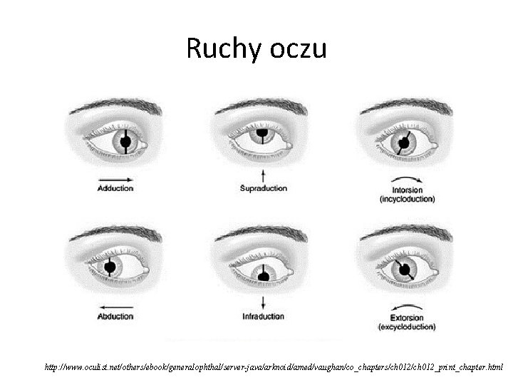 Ruchy oczu http: //www. oculist. net/others/ebook/generalophthal/server-java/arknoid/amed/vaughan/co_chapters/ch 012_print_chapter. html 