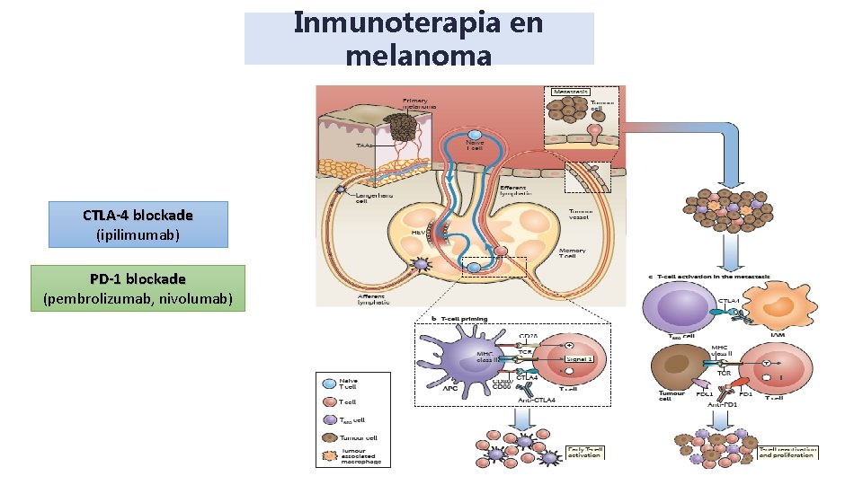 Inmunoterapia en melanoma CTLA-4 blockade (ipilimumab) PD-1 blockade (pembrolizumab, nivolumab) Ribas A. N Engl