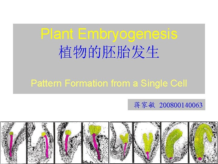 Plant Embryogenesis 植物的胚胎发生 Pattern Formation from a Single Cell 蒋家敏 200800140063 