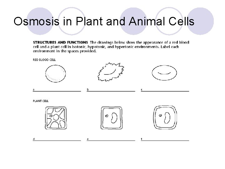 Osmosis in Plant and Animal Cells 