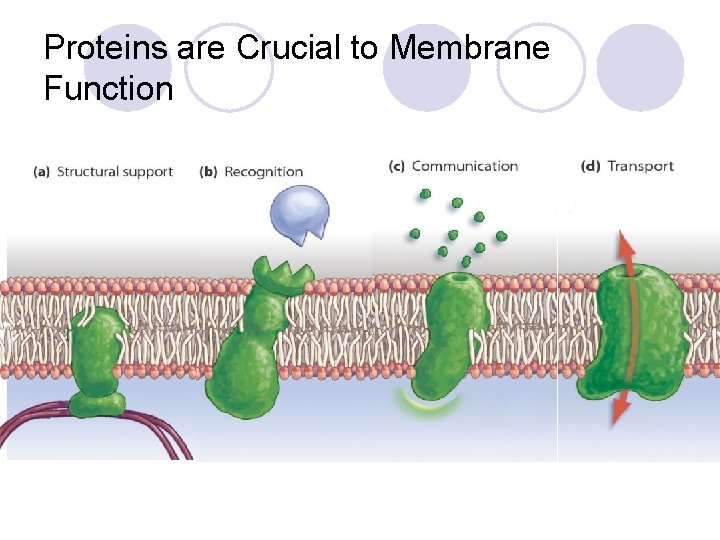 Proteins are Crucial to Membrane Function 