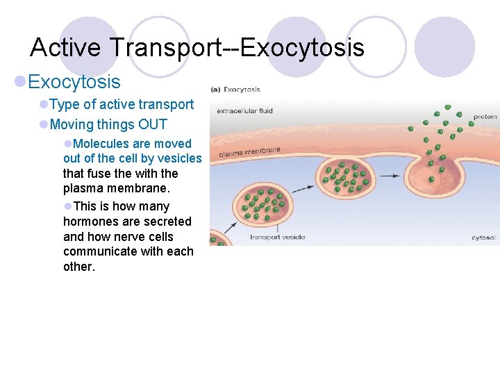 Active Transport--Exocytosis l. Type of active transport l. Moving things OUT l. Molecules are