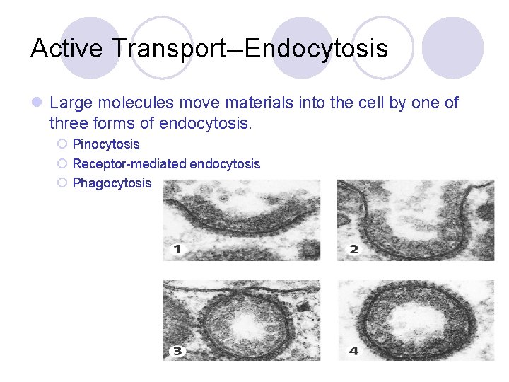 Active Transport--Endocytosis l Large molecules move materials into the cell by one of three