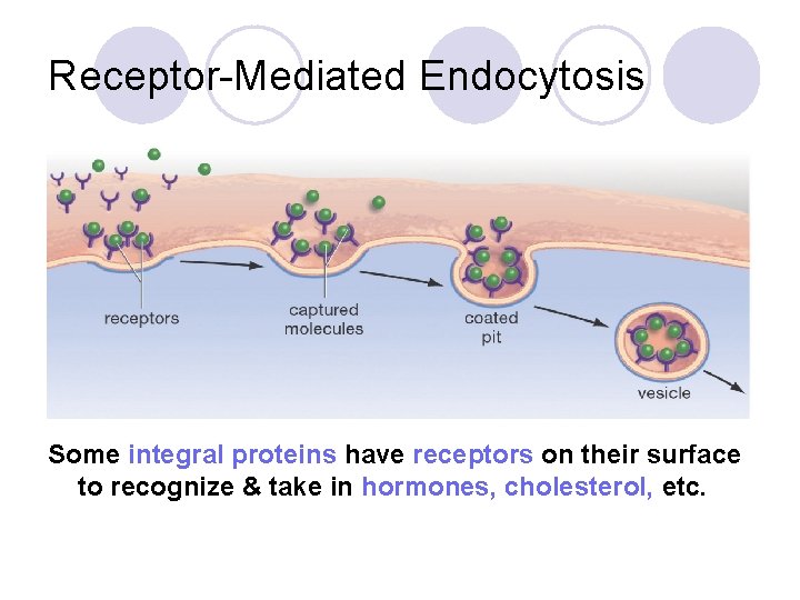 Receptor-Mediated Endocytosis Some integral proteins have receptors on their surface to recognize & take