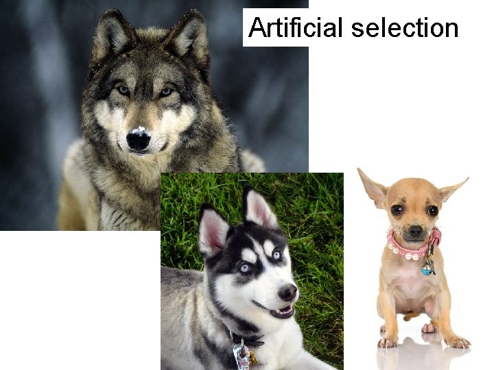 Artificial selection 
