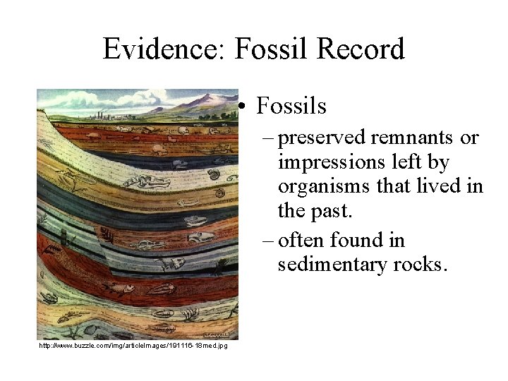 Evidence: Fossil Record • Fossils – preserved remnants or impressions left by organisms that
