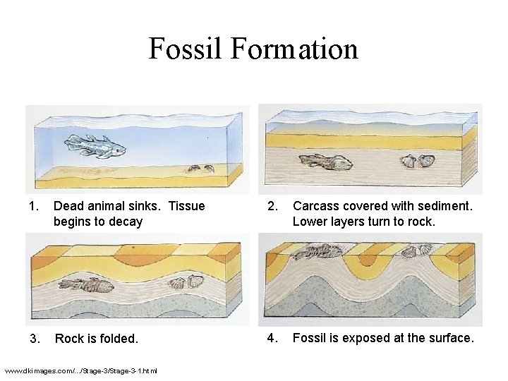 Fossil Formation 1. Dead animal sinks. Tissue begins to decay 2. Carcass covered with