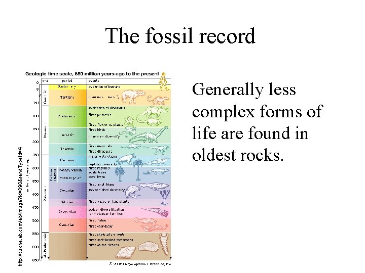 http: //cache. eb. com/eb/image? id=398&rend. Type. Id=4 The fossil record Generally less complex forms
